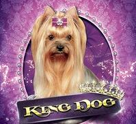 Салон красоты для животных King Dog