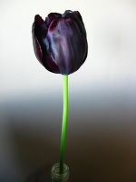 Компания Черный тюльпан