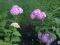 Гортензия голубая и розовая крупнолистная. Фото 2.