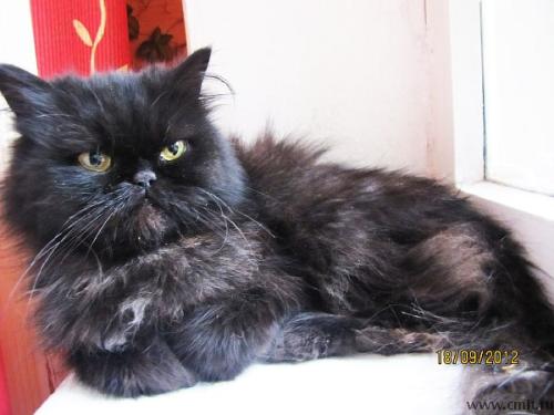 Черная молодая персидская кошка. Фото 1.