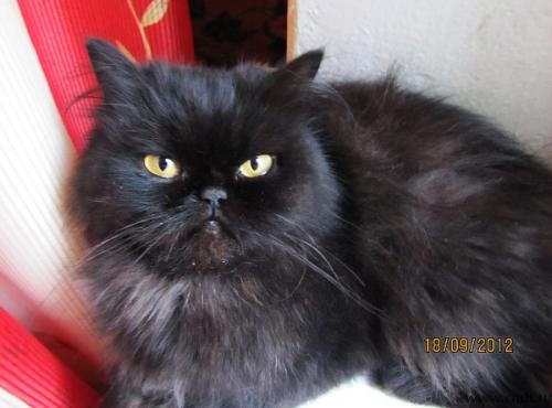 Черная молодая персидская кошка. Фото 2.