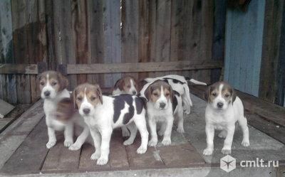 Русская пегая гончая (щенки) продам. Фото 1.