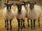 Бараны, овцы, ягнята Романовской породы. Фото 1.