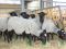 Бараны, овцы, ягнята Романовской породы. Фото 4.