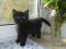 Черные котятки, полтора месяца. Фото 1.