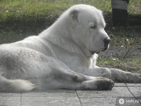Кобель САО(Алабай)Вязка. Фото 1.