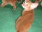 Абиссинские котята продажа и резервирование. Фото 7.