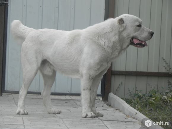 Кобель САО(Алабай)Вязка. Фото 3.