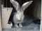 Кролики для разведения. Фото 2.