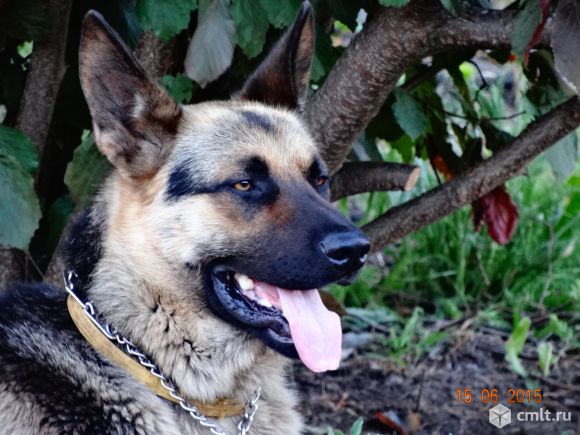 Кобель для вязки. Фото 1.