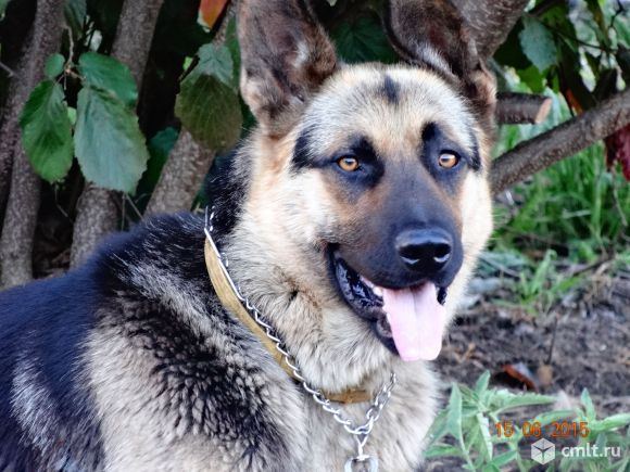 Кобель для вязки. Фото 3.