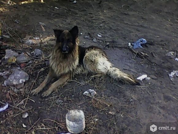 Найдена собака. Фото 1.