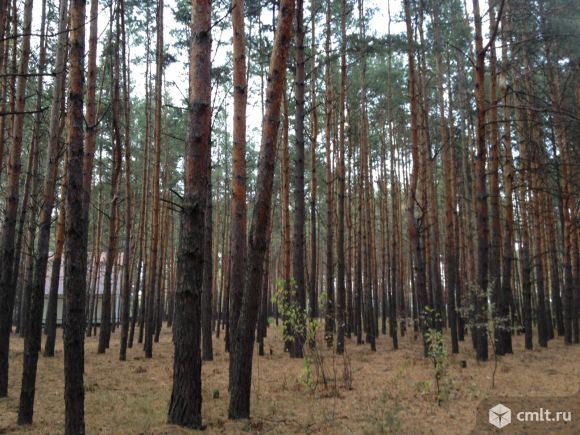 Участок 21,8 сот.. Фото 1.