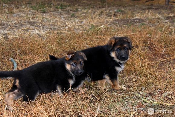Немецкие овчарки. Фото 1.