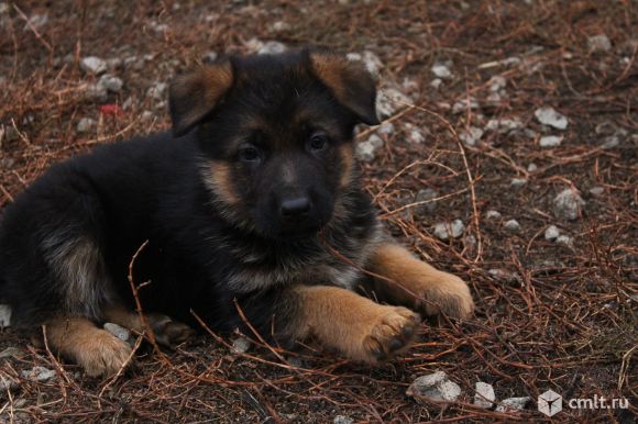 Немецкие овчарки. Фото 7.
