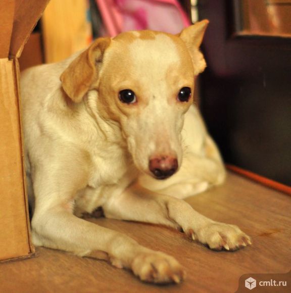 Миниатюрная малышка ищет дом!. Фото 1.