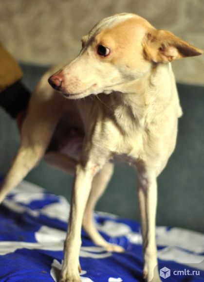 Миниатюрная малышка ищет дом!. Фото 2.