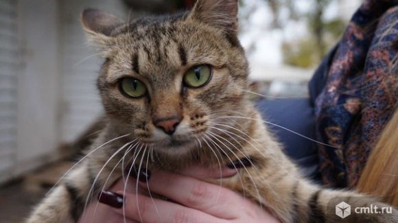 Ласковая Маруся: кошка-рысь. Фото 1.