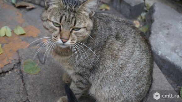 Ласковая Маруся: кошка-рысь. Фото 3.