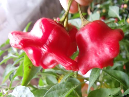 перец Колокольчик