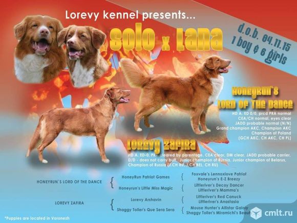 Щенки новошотландского ретривера (Толлер). Фото 1.