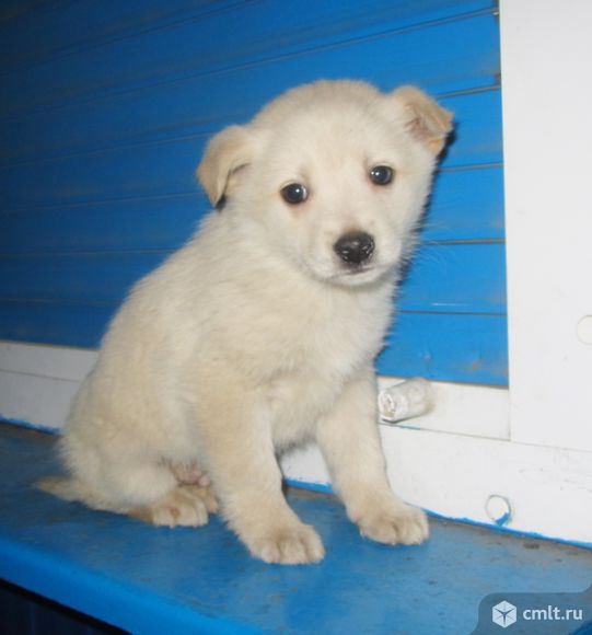 Белоснежный парнишка Снежок!. Фото 1.