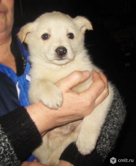 Белоснежный парнишка Снежок!. Фото 3.