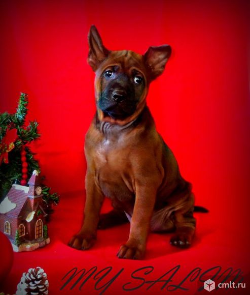 Тайский риджбек, щенки. Фото 1.