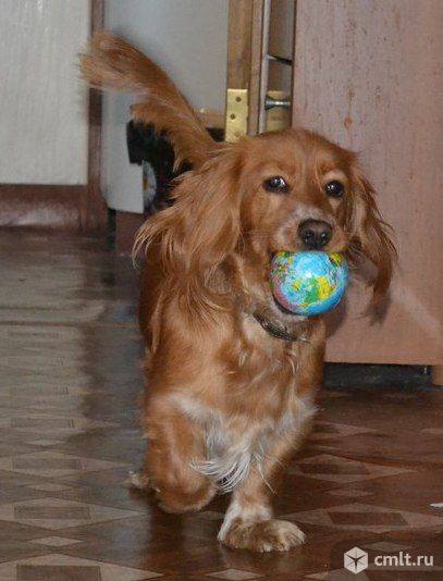 Найдена собака! Английский кокер-спаниель или помесь, девочка. Фото 2.