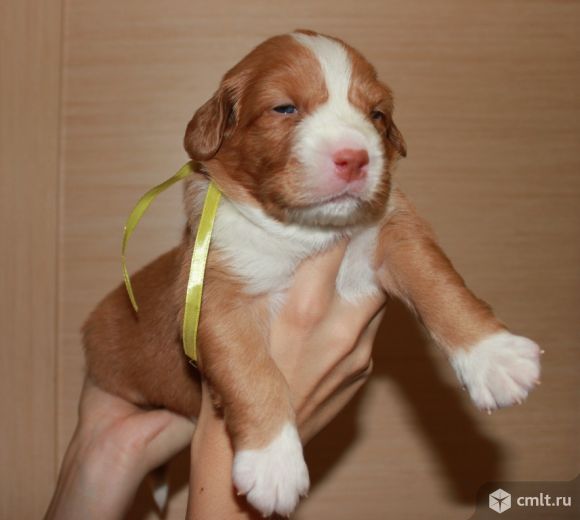 Щенки новошотландского ретривера (Толлер). Фото 4.