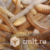Черви Дендробена, Владимирский Старатель для рыбалки. Фото 1.