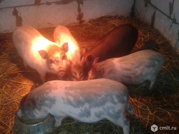 Вьетнамские вислобрюхие поросята 2 и 3 месячные. Фото 1.