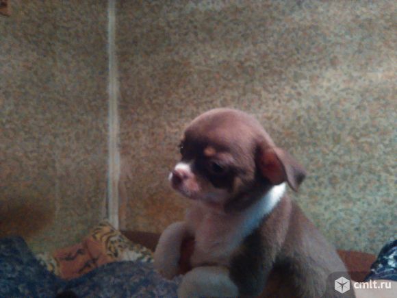 Продажа щенков чихуахуа. Фото 3.