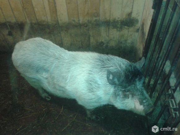 Вьетнамские вислобрюхие поросята 2 и 3 месячные. Фото 5.