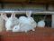 Кролики породы Паннон. Фото 2.