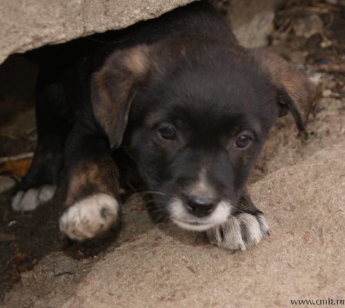 Щенки в добрые руки. Фото 1.