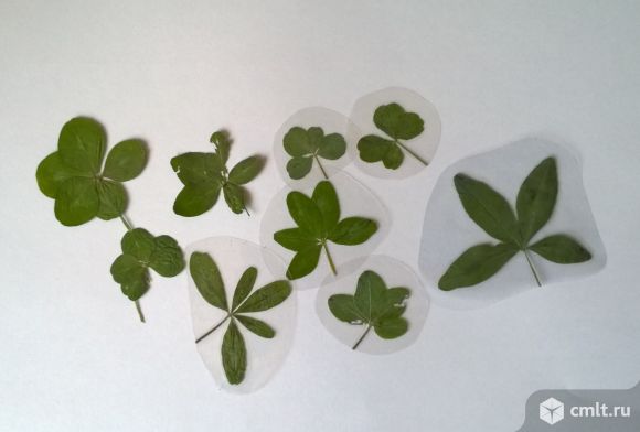 Клевер четырехлистный настоящий. Фото 1.