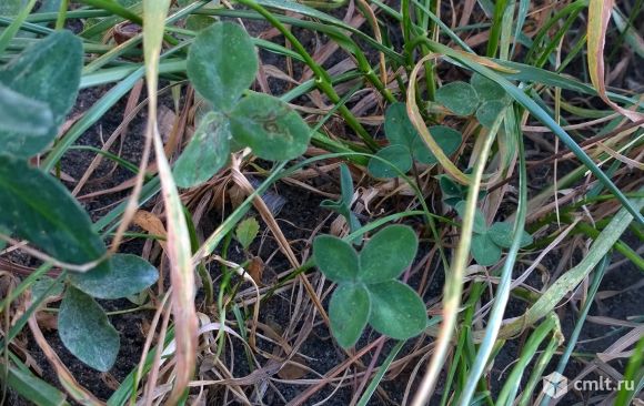 Клевер четырехлистный настоящий. Фото 3.