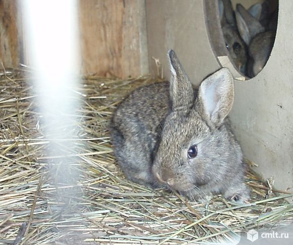 Кролики для разведения. Фото 1.