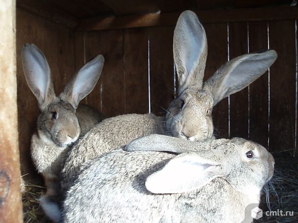 Кролики для разведения. Фото 4.