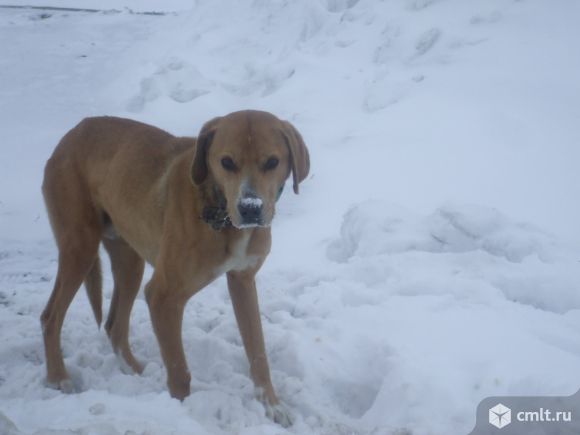 Найден пес русской гончей! Ищем хозяина!. Фото 1.