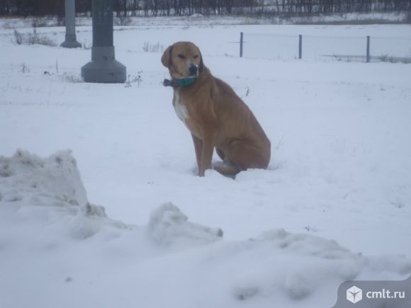 Найден пес русской гончей! Ищем хозяина!. Фото 5.