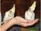 Ручные попугаи Корелла. Фото 1.