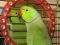 Зеленые птенцы ожереловых говорящих попугаев. Фото 8.