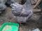 Инкубационное яйцо цыплята породистых кур. Фото 3.