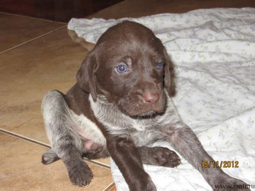 курцхаар щенки возраст 1 месяц