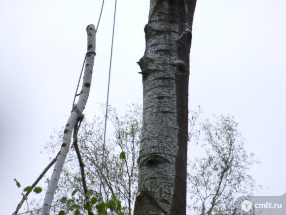 Спиливание деревьев. Любая сложность. Покос травы. Гарантия. Фото 1.