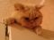 Британского кремового кота для вязки предлагаю. Фото 3.