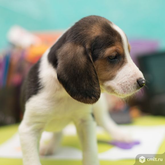 Щенки эстонской гончей. Фото 2.