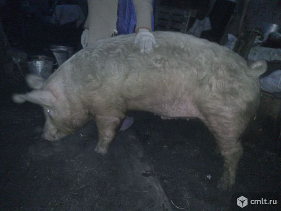 Хряк Ландрас. Фото 1.